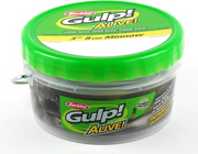 Berkley Gulp! Alive! Minnow Bucket